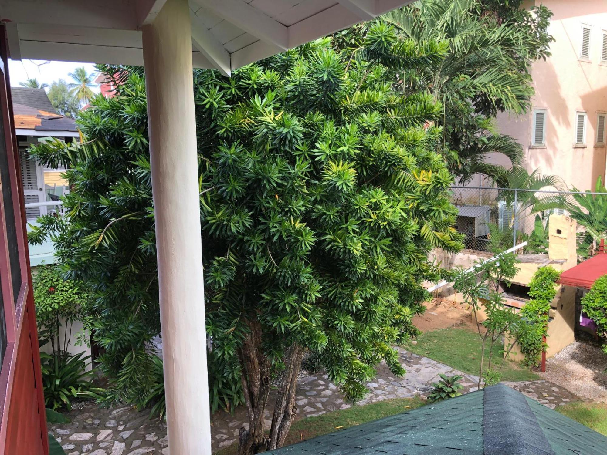 Hotel Casa Robinson Las Terrenas Kültér fotó